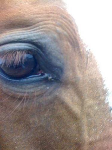 Le bel oeil de Pitounee