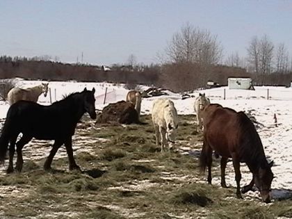 horse