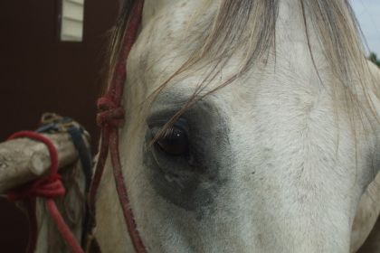 L'Oeil De Mon nouveau Cheval (L)