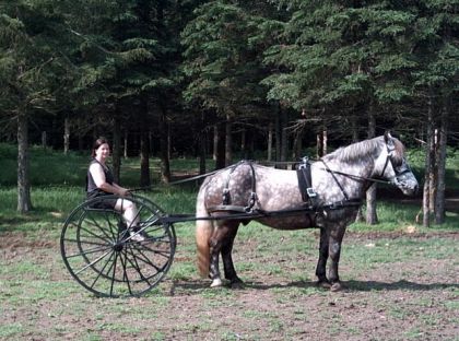 Un cheval attelé à une voiture