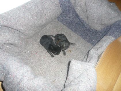 deux ptit bebe chat quon a trouver en plin milieux de la rue ma...