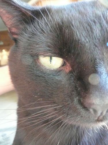 loeil de mon chat qui revien de courayer les femelle!