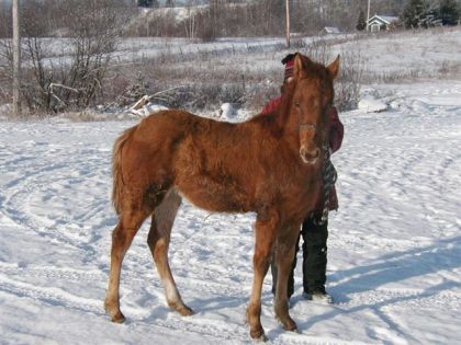 Jeune poulain en hiver