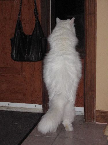 Un chat blanc regarde par la fenêtre