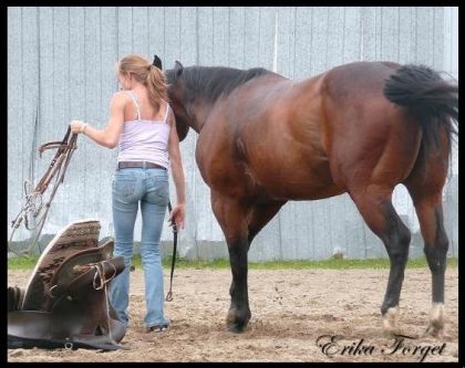 apres seance dentrainement on deselle !( il y a une tres belle...