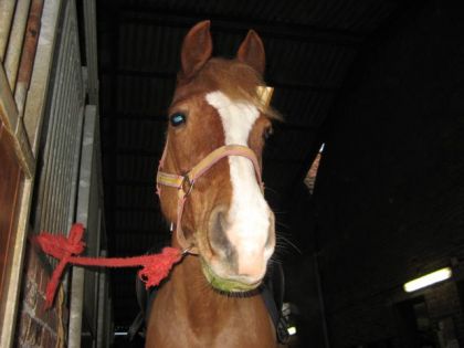 Daizy , Notre Tiite Puce à son anciienne écuriie!