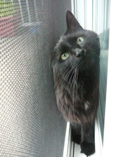 Ma chatte assez spéciale... Elle va se mettre entre la porte...