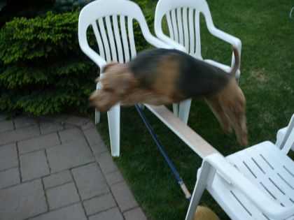 Mon pitou qui saute!!