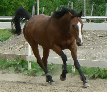 Angello au galop