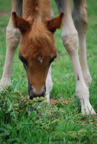 Bambi ma&iuml;ka... Photo de Jennypony :)