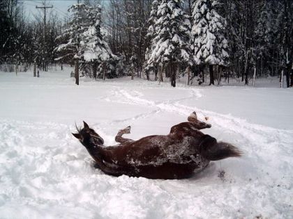 Un cheval qui se roule dans la neige