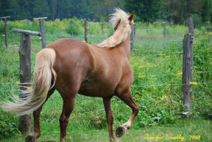 Une photo de ma Jument... J'adore l'angle !... photo de Jennypony