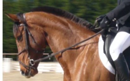 en concour de dressage!