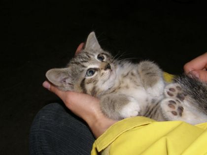 ohh yé trop mignon...je l'aurais mis dans ma poche et je serait...