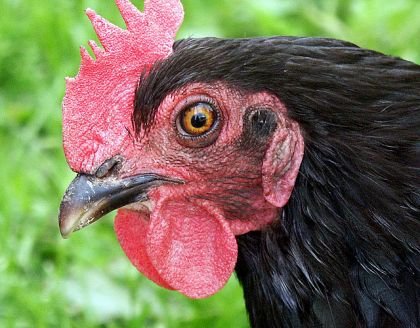 Voici une photo de ma poulette pour accompagner la poule à...