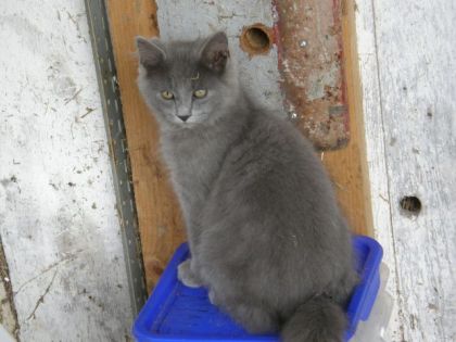 Le beau gros minou...y font de moins en moins chaton!