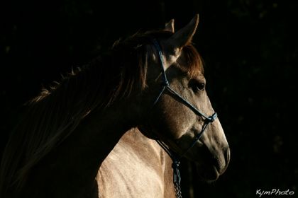 Matéo, jeune étalon de 2 ans