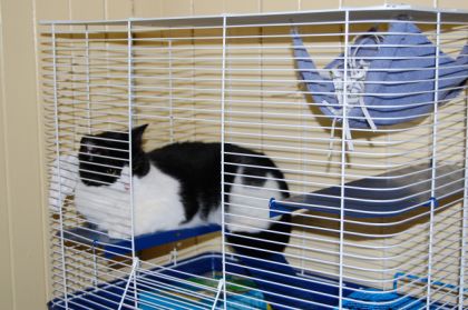 la chatte dans la cage des rats!!!!!elle les attents