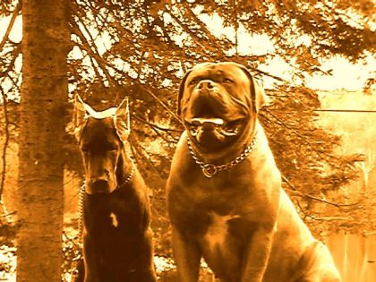 choppers a 8 mois et ozzy 3 ans