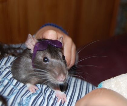 Audrey et son rat