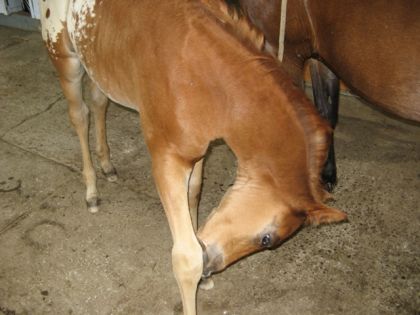 Encore Apalou! Spécialement pour loosa !