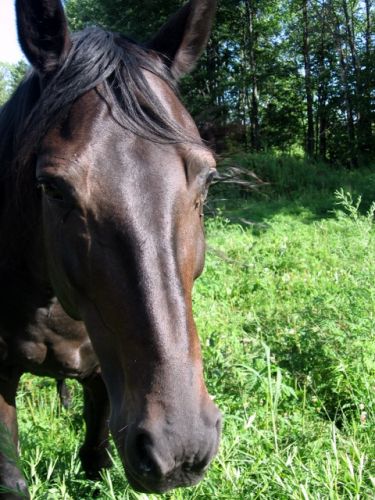 Merde je lui est couper les oreilles =P .. Il est beau quand...