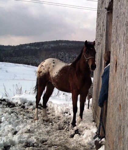 Poulain appaloosa de 1  1/2 ans.