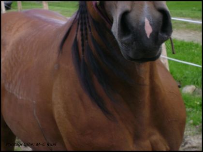 Heyy Heyy ! J'men viens pas pire en photographie! =) Les naseaux...