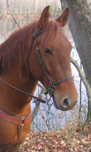 Tête d'un cheval avec les oreillles en avant