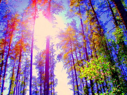 la foret enchant&eacute;e