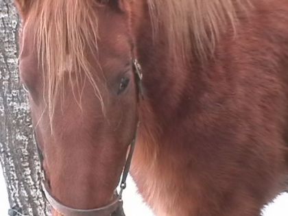 ginger belge croiser quarter horse canadien