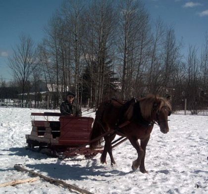 Cheval tirant un traineu en hiver<