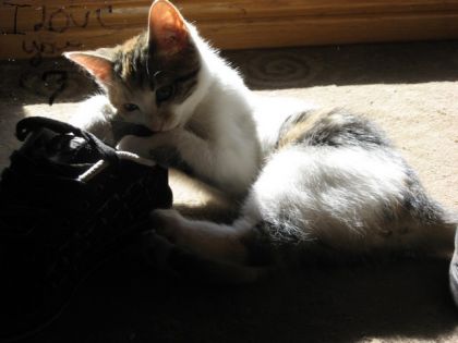 Voici Ma chatte Chikita dans une pose super!
