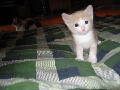 Un des chaton a ma chatte