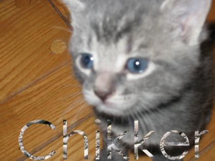Chikker un autre chatton a chikita