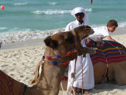 Dromadaire à Dubai