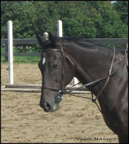 le beau kara, un grand thoroughbred de 17 mains!