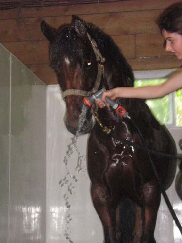 Star Dust surpris par le jet d'eau !