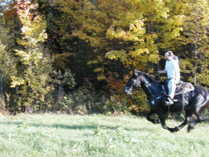 Galop dans un champ