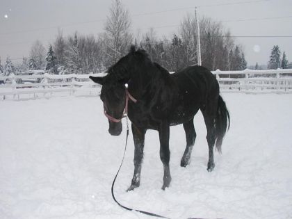 Maurix, sans doute le cheval qui m'aura le plus marqué...A 1 an...