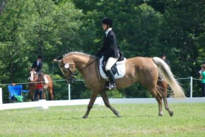 dressage tandalee 19,20 juillet