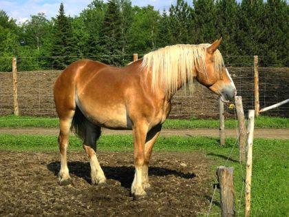 Flora, belge de 5 ans