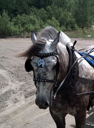 Tête d'un percheron gris pommelé