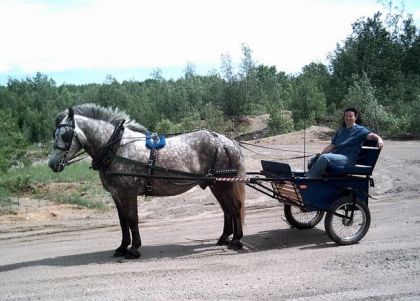 Percheron gris attelé sur voiture à 2 roues