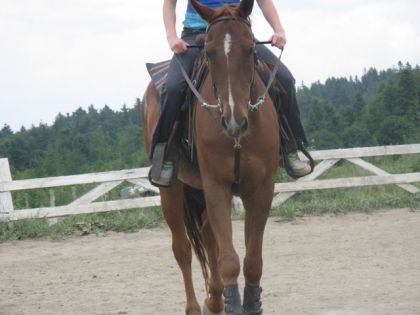 Shadow mon amour de cheval