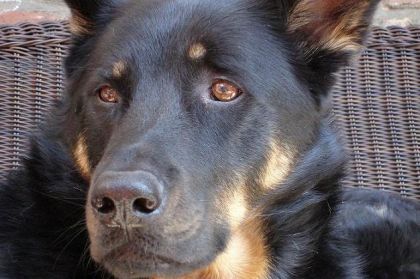 Ma belle pitoune Misha