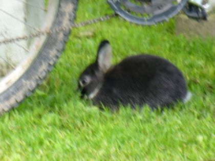 Mon nouveaux petit lapin il sapelle Fouki  je lai eu le 12 aout...