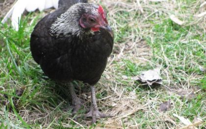 la plus belle poule du zoo de granby!