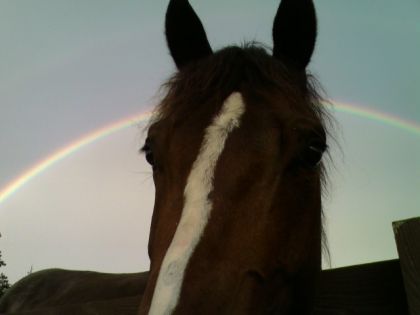De beaux yeux doux respirant le calme de ce cheval si gentil,...