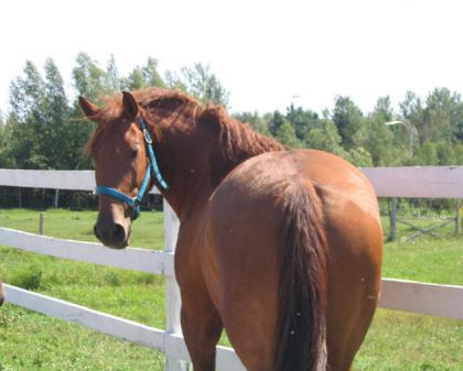 Cheval qui regarde par en arrière